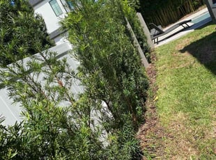 Bush Trimming by Jermaine Cooper for Angela R. in Winter Park, FL
