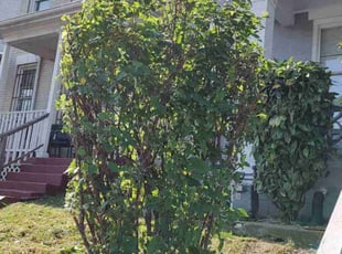 Bush Trimming by Allan Roberts for Elyes H. in Washington, DC