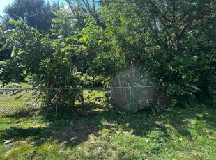 Bush Trimming by William Sidzyik for Myra H. in Omaha, NE