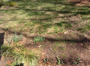 Weeding by DeShawn Piggee for Marsha H. in Yorktown, VA