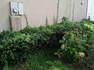 Bush Trimming by Chris Paulson for David E. in Jacksonville, FL
