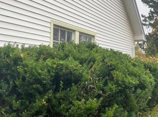 Bush Trimming by James Serio for Oula N. in Rochester, NY