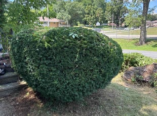 Bush Trimming by Asif Choudry for alison p. in Schenectady, NY