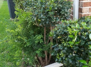 Bush Trimming by Rolando Call for Susan N. in Houston, TX