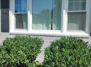 Bush Trimming by Rómulo González for Bernardo G. in Alexandria, VA