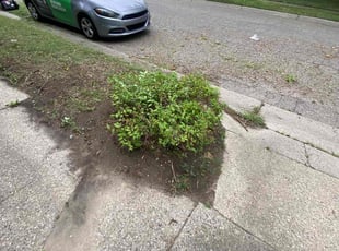 Bush Trimming by Takari Johnson for LaSonia F. in Lansing, MI