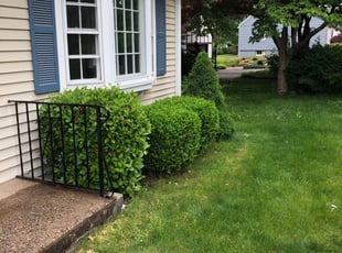 Bush Trimming by Chris Wimler for Janelle O. in West Hartford, CT