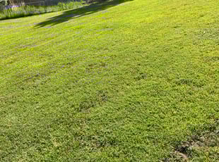 Rodney C.'s Lawn Care service result