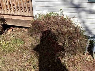 Bush Trimming by Enrique Juarez for Edgar W. in Marietta, GA