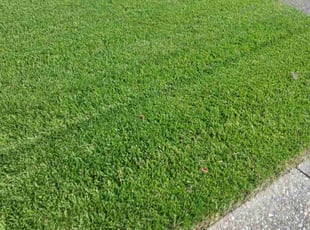 shelby o.'s Lawn Mowing service result