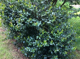 Bush Trimming by Mulbah Pewu for Shirley W. in Philadelphia, PA
