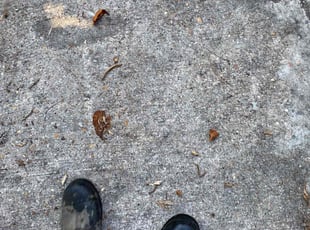Leaf Removal by Ashleighe Williamson for Hunter S. in Summerville, SC