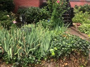 Bush Trimming by Daron Dudley for Elizabeth T. in Washington, DC