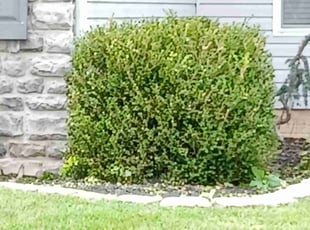 Quentin J.'s Bush Trimming service result