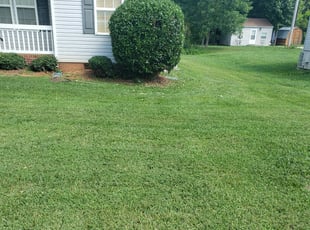 Bush Trimming by Anthony Vieira for Vince C. in Rock Hill, SC