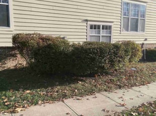 Bush Trimming by Terry Collins for Sharon-Denise N. in Bristow, VA