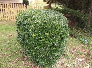 Bush Trimming by Mark Redden for Kari K. in Atlanta, GA