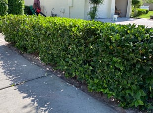 Bush Trimming by Marcus Perry for Thomas O. in DeLand, FL