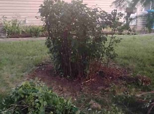 Bush Trimming by Miguel Sanchez Jr. for Sandra S. in Maryland Heights, MO