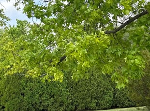 Ashlee R.'s Lawn Maintenance service result