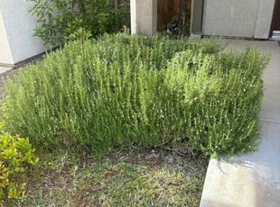 Bush Trimming by Terrell Little Jr for Curtis P. in Fresno, CA