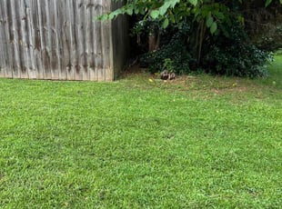 Robert E.'s Lawn Mowing Service service result