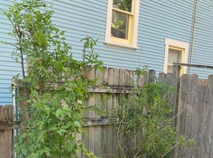 Bush Trimming by Lacy Dixon for Samantha C. in San Antonio, TX