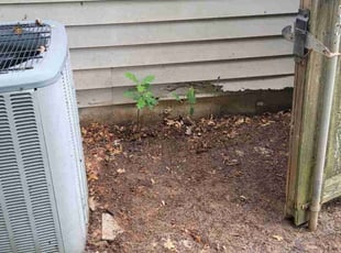 Leaf Removal by Jamie Sharon for Christi S. in Springfield, MO