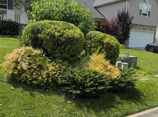 Bush Trimming by Jon Bukolsky for Rachael H. in Knoxville, TN