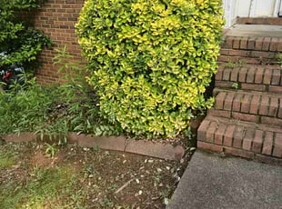 Bush Trimming by Thomas Scott for Netarcia S. in Woodstock, GA