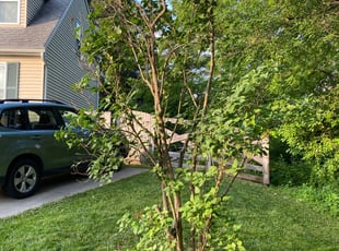 Bush Trimming by John Poutre for Gokul G. in Eldersburg, MD