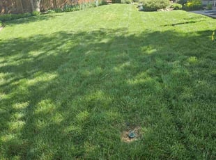Krystal L.'s Lawn Mowing service result