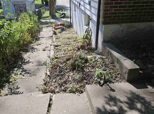 Weeding by Cameron Lewis for Sintonnia L. in Kansas City, MO