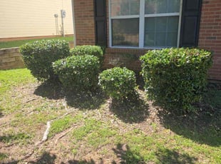 Bush Trimming by Christina Slaughter for Kelby L. in Locust Grove, GA