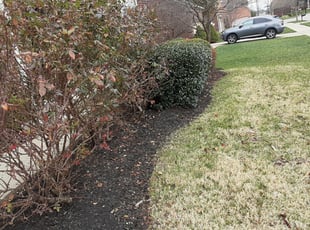 Bush Trimming by Torrey Higgins for Michael S. in Lexington, KY