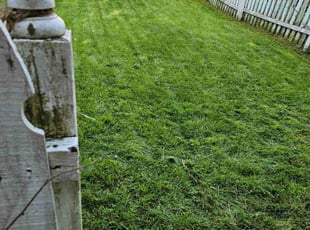 Cynthia W.'s Lawn Mowing service result