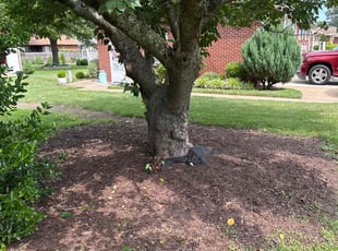 Weeding by Larry Gordon for Nathaniel V. in Virginia Beach, VA