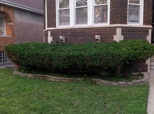 Bush Trimming by Tracey Martin for Barbara S. in Chicago, IL