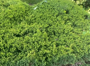 Bush Trimming by Garrick Murphy for Balfour R. in Kansas City, MO