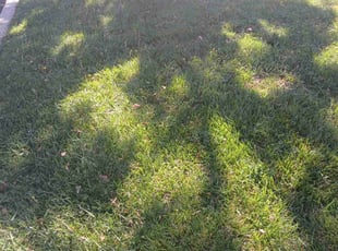 Terry S.'s Grass Cutting service result