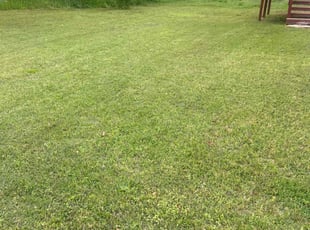 Liliana R.'s Lawn Service service result