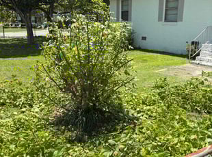 Bush Trimming by Eric Syphertt for Jay M. in Columbia, SC