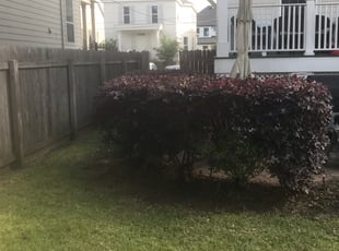 Bush Trimming by Juan Manson for Sean C. in New Orleans, LA