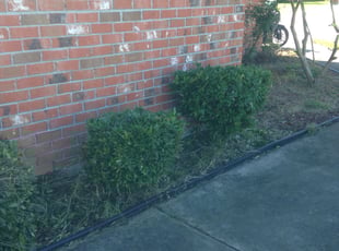 Bush Trimming by Brandon Underwood for Natalie S. in Baton Rouge, LA