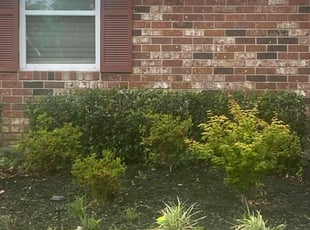 Bush Trimming by Richard Carpenter for Shirley B. in Martinez, GA
