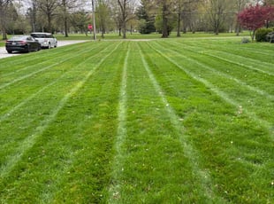 Samantha Y.'s Grass Cutting service result