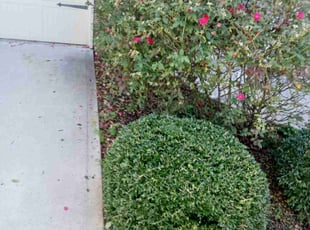 Bush Trimming by James Day for Derick T. in Oakwood, GA