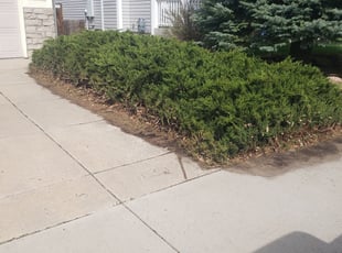 Bush Trimming by Carlos Mendoza for Dan F. in Parker, CO