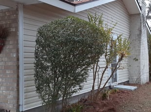 Bush Trimming by Adam Wisdom for Cathy T. in Moncks Corner, SC
