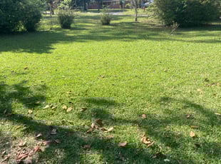 Caitlyn A.'s Lawn Service service result